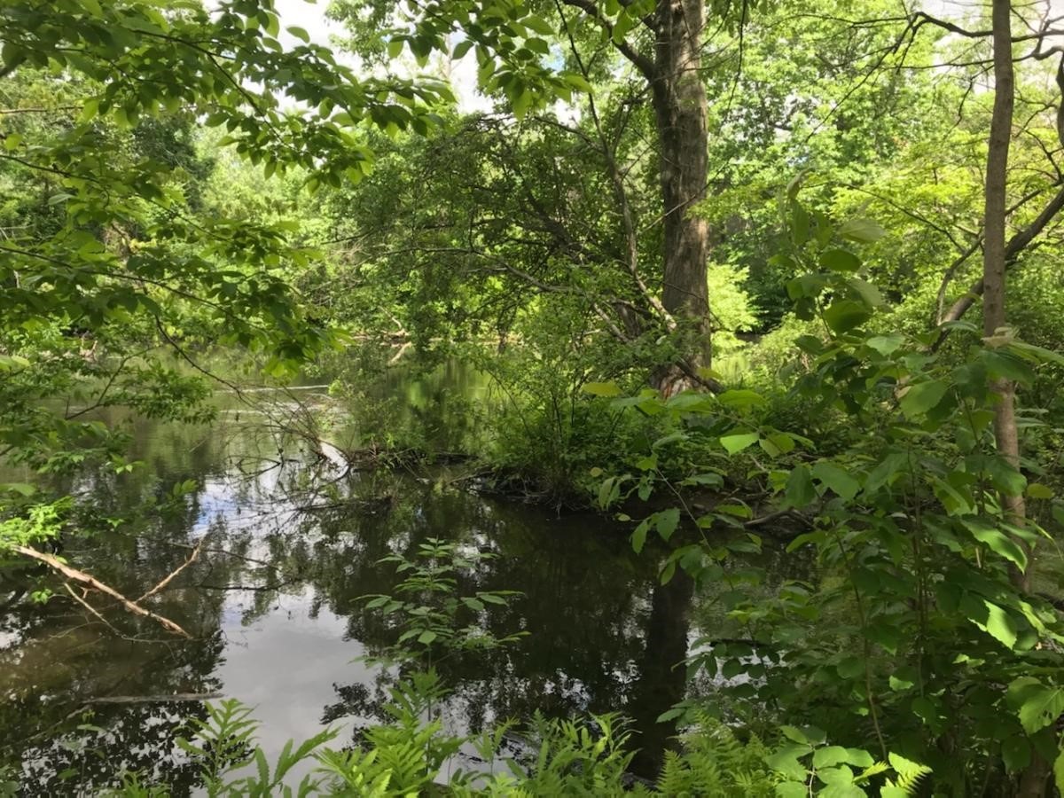 hockanum river trail - union pond.jpg