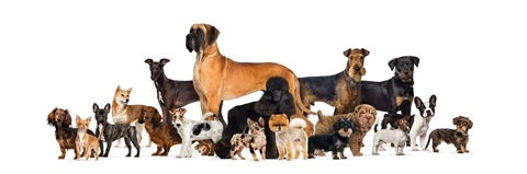 varied dogs standing together