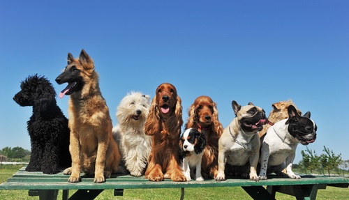 Dogs sitting on table