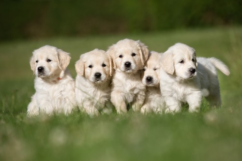 puppies