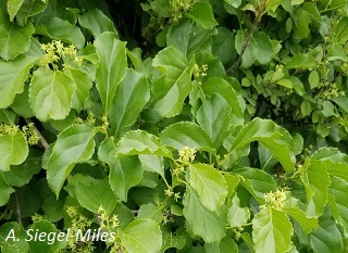 Asiatic Bittersweet