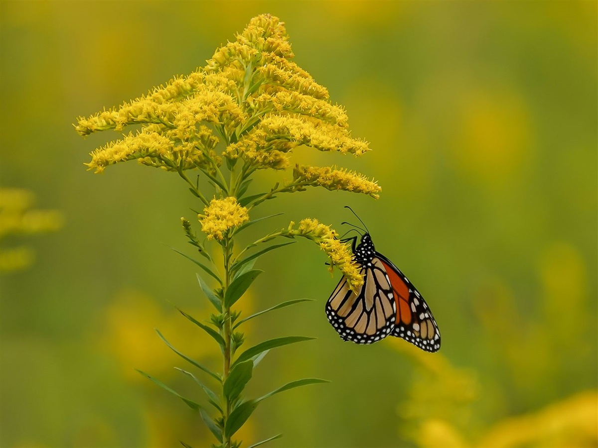 Butterfly image.jpg