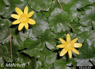 Fig Buttercup