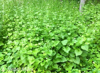 Garlic Mustard