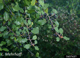 Glossy Buckthorn