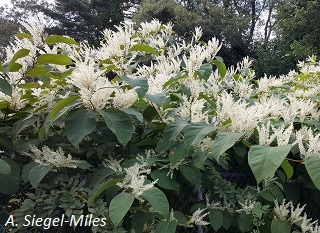 Japanese Knotweed