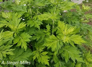 Mugwort