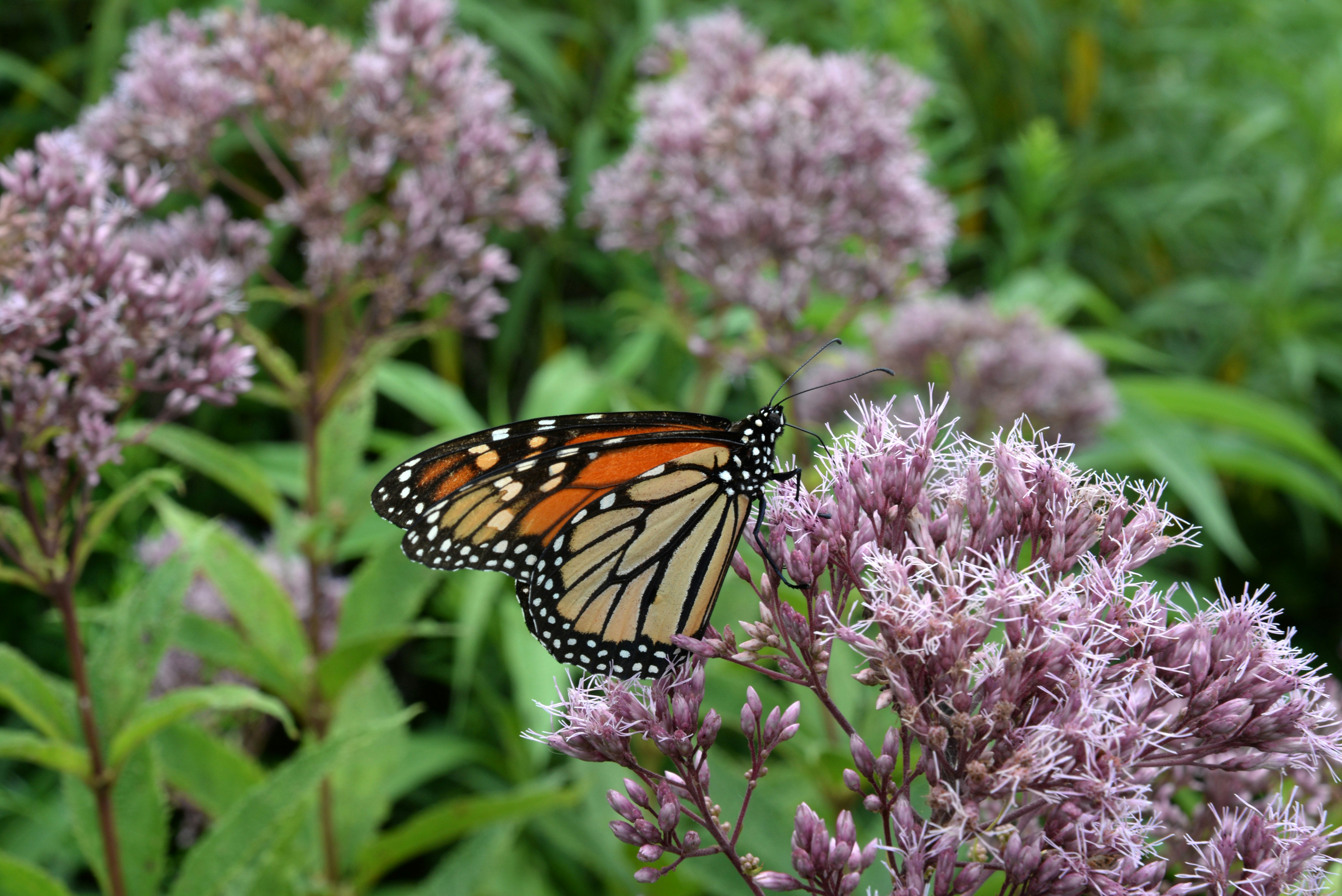 Butterfly image