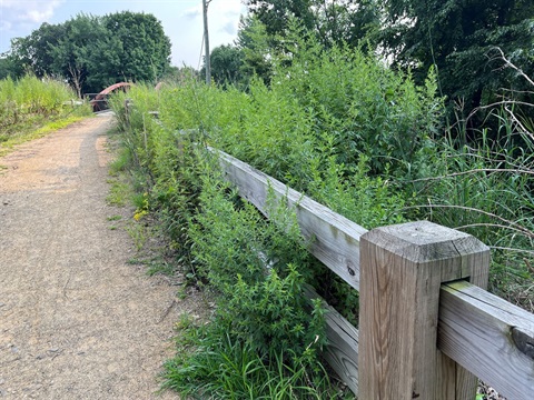 Cheney Rail Trail Photo (Invasives) 1