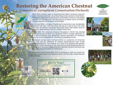 ChestnutWork2024.jpg