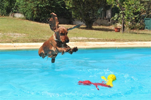 Dog Jumping in Pool.jpg