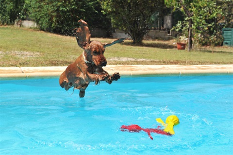 Dog Jumping in Pool.jpg