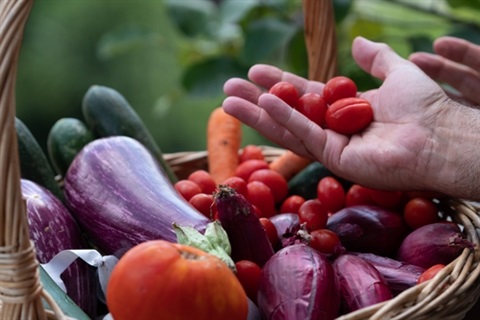 veggies-in-basket (1).jpg